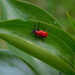 Red beetle by 365anne