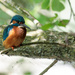 Male Kingfisher-just waiting by padlock