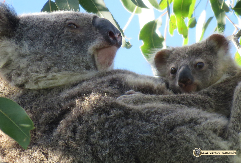 precious moments by koalagardens
