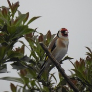 23rd May 2017 - Goldfinch