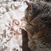 Cat and Blanket: halfandhalf by houser934