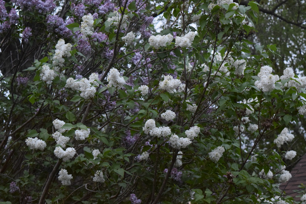Our lilac trees by bruni