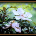 Southern Magnolias by vernabeth
