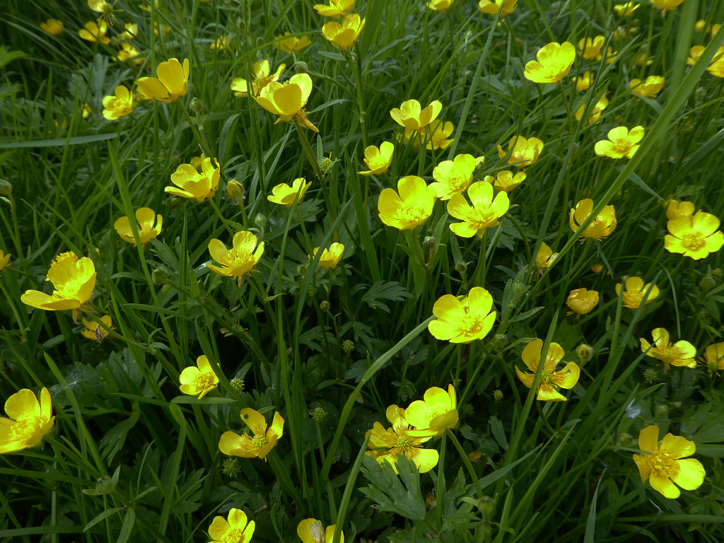 Buttercups by cmp