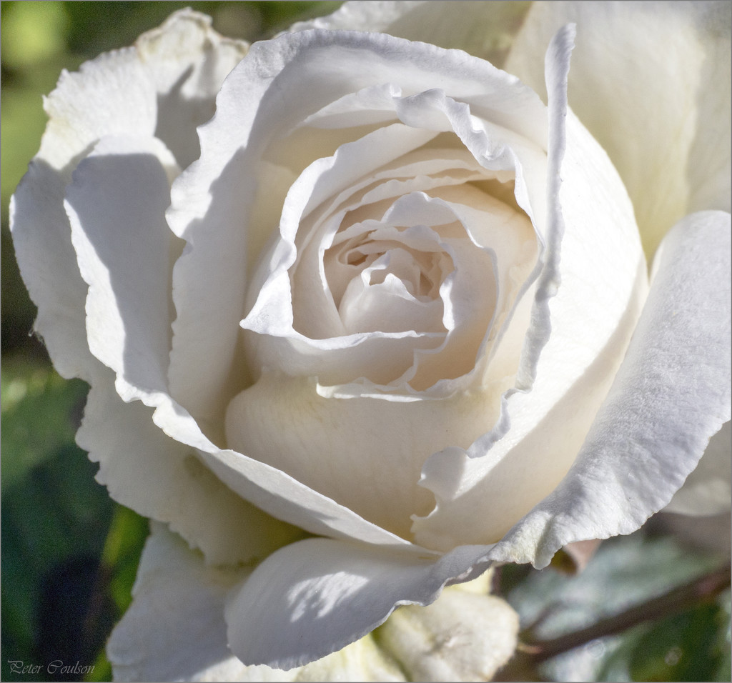 White Rose by pcoulson