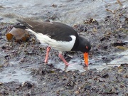 19th May 2017 -  Oystercatcher 