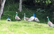 24th May 2017 - Peacocks , however they took off when stopped to take this