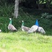 Peacocks , however they took off when stopped to take this by Dawn