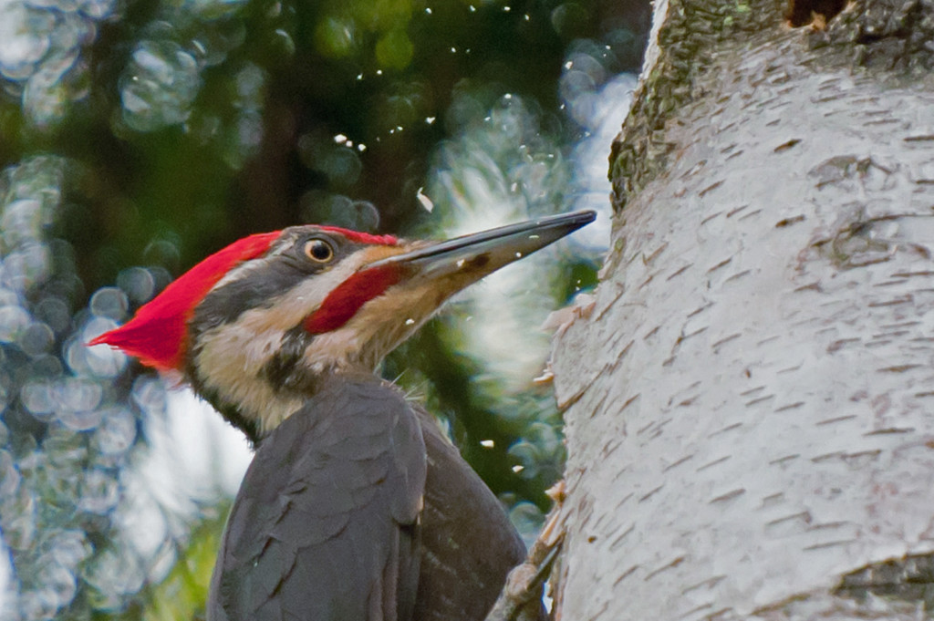 Woodpecker at Work! by dianen