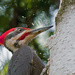 Woodpecker at Work! by dianen