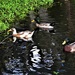 Indian Runner Duck & Rouen Drakes ~ by happysnaps