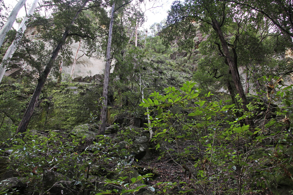 Hiking Mickey Creek, Carnarvon Gorge 2 by terryliv