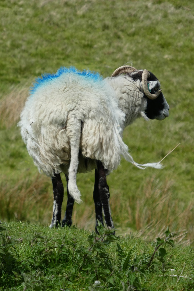 sheep! by anniesue