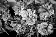 23rd May 2017 - Carnations