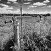 PLAY May Sony 16mm f/2.8: Occasional Fencepost 20 by vignouse