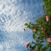 Clouds and roses by rumpelstiltskin