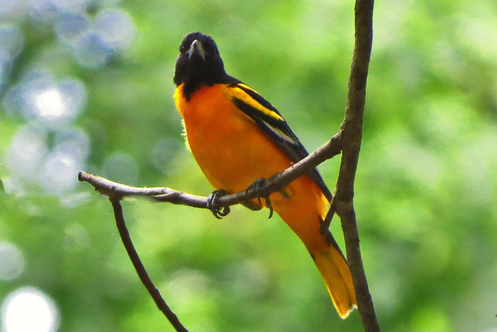 Finally Caught an Oriole by milaniet
