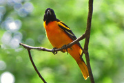 23rd May 2017 - Finally Caught an Oriole