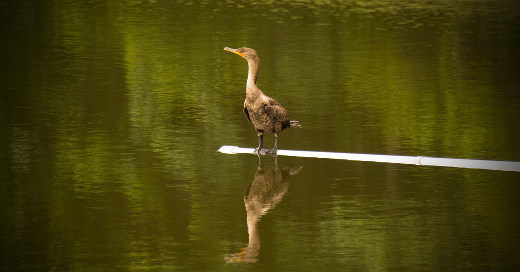 Cormorant Taking a Break! by rickster549
