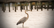 23rd May 2017 - Blue Heron Around the Piers!