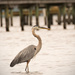 Blue Heron Around the Piers! by rickster549