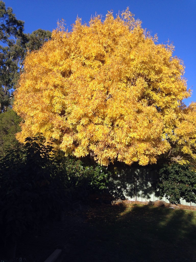 Golden Oak by marguerita