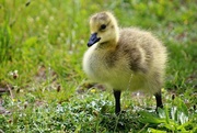 23rd May 2017 - New Gosling