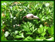 4th May 2017 - Flamingo in the Parsley