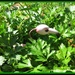 Flamingo in the Parsley by loey5150