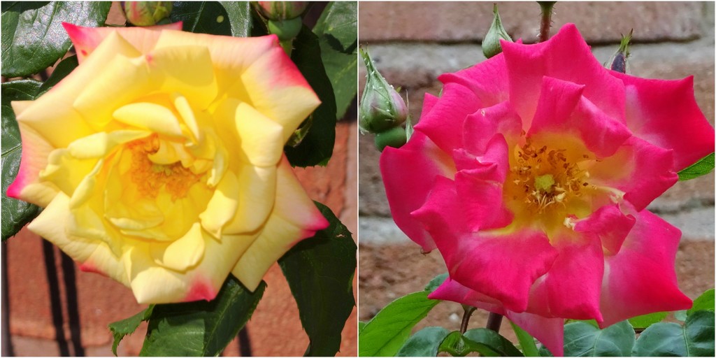 Mascarade - same rose , two days apart ! by beryl