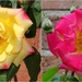 Mascarade - same rose , two days apart ! by beryl