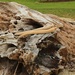 Driftwood drumsticks by kiwinanna