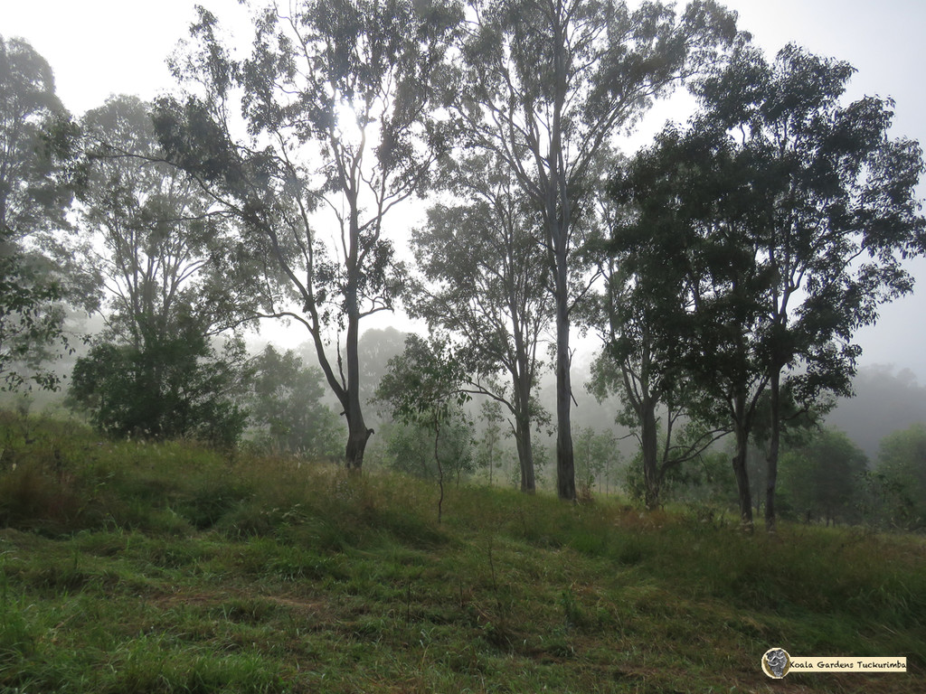Misty Mornings by koalagardens