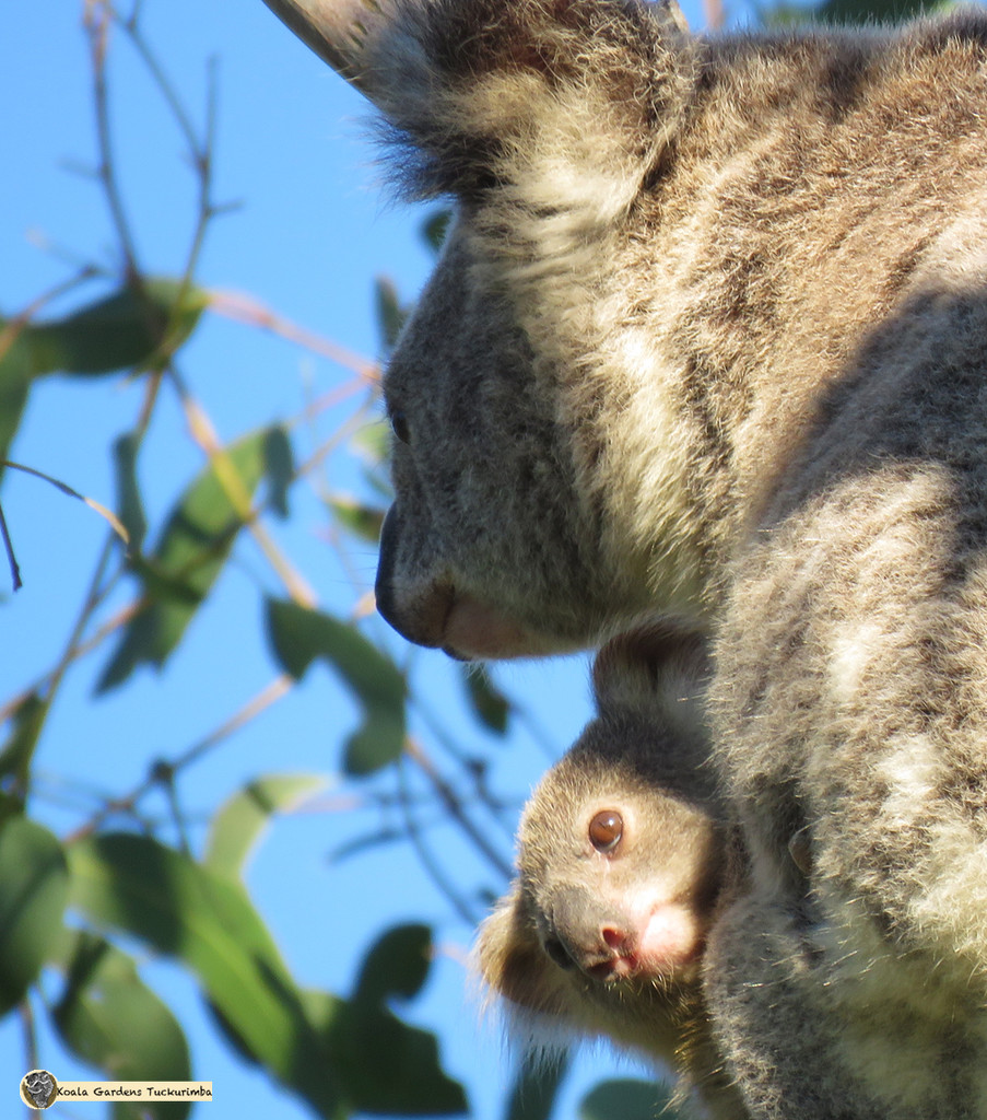 Half and half by koalagardens