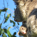 Half and half by koalagardens