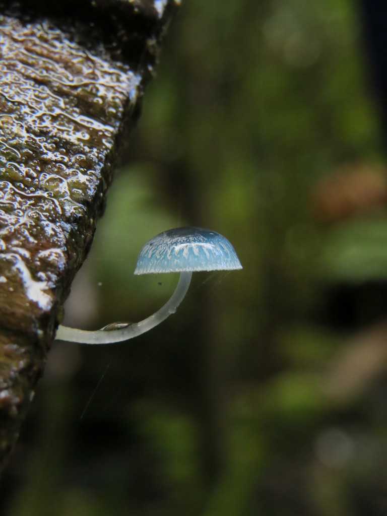 Tiny mushroom by alia_801