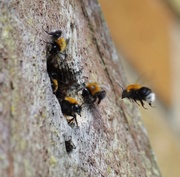 24th May 2017 - Bombus Hypnorum -Tree Bumblebee- Returning Home