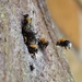 Bombus Hypnorum -Tree Bumblebee- Returning Home by 30pics4jackiesdiamond