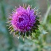 There's the Bull Thistle, there's the Texas Thistle.....there's me falling down the "Official Wildflower Identification Wormhole"! by louannwarren