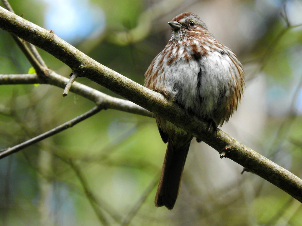 Fluffy Song Sparrow by seattlite