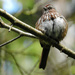 Fluffy Song Sparrow by seattlite
