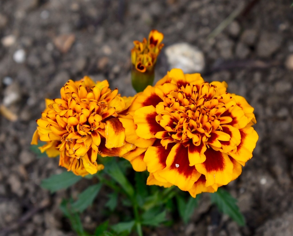 Marigolds by gillian1912