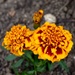 Marigolds by gillian1912