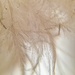 Dirty feather.  by cocobella