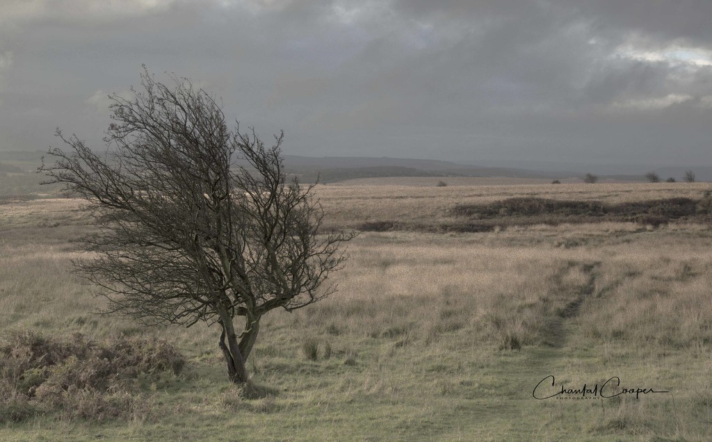 Bleak Moor by shepherdmanswife