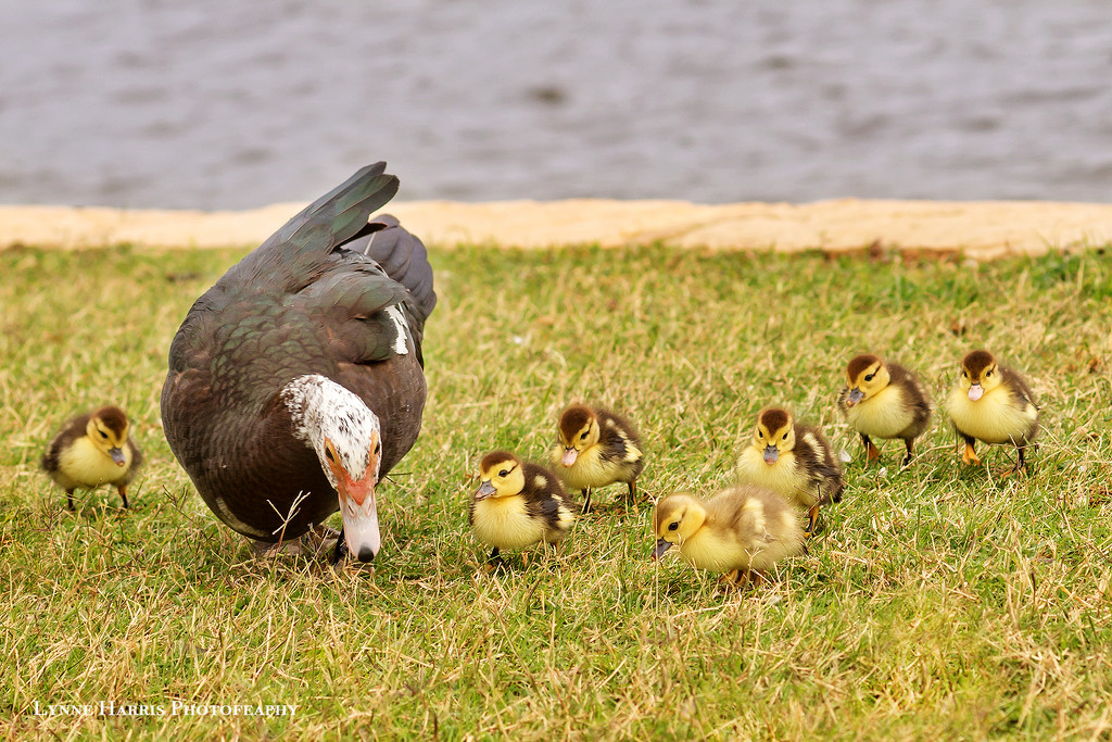 Mom and Ducklings by lynne5477