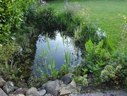 23rd May 2017 - The garden pond in May