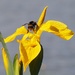 Oh to be a bee now that May is here... by s4sayer
