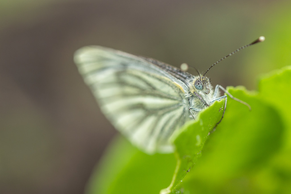 cabbage white by callymazoo