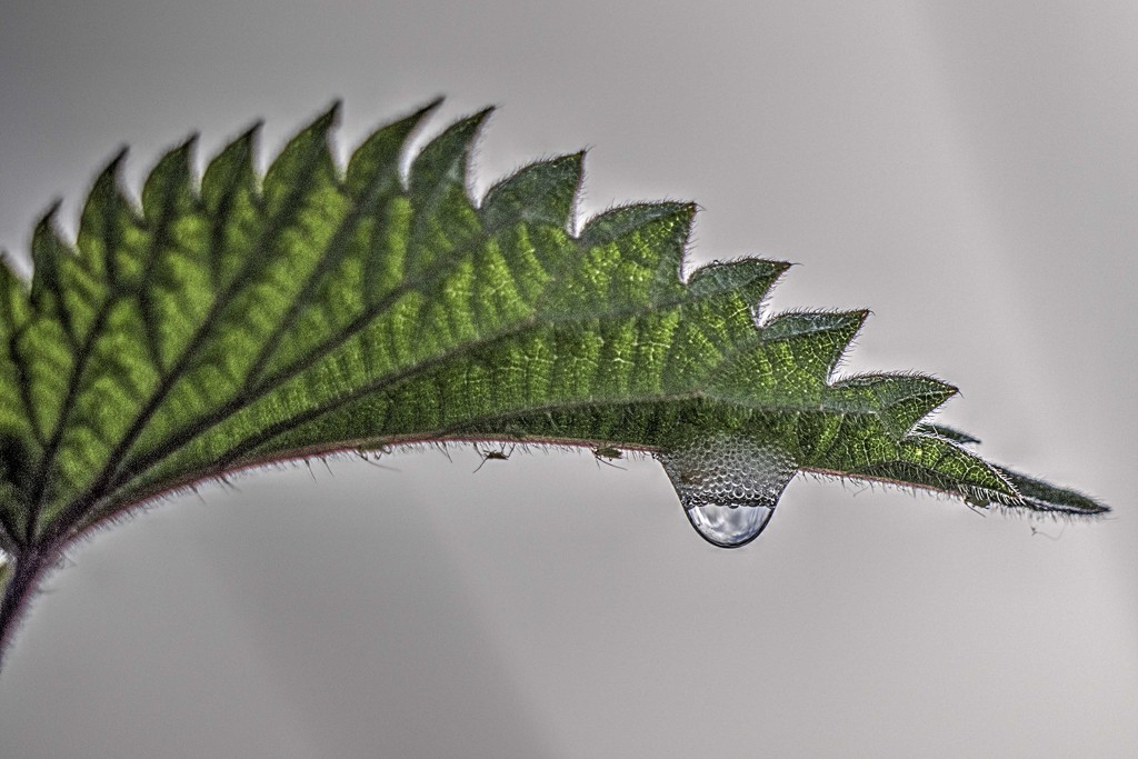 Underneath A Nettle Leaf. by gamelee
